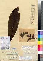 Image result for Tabernaemontana stapfiana