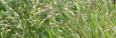 Image result for Paralepistemon shirensis