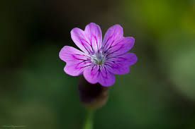 Image result for Caryophyllaceae