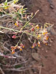Image result for Panicum coloratum