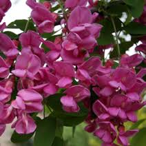 Borers can be problematic following stress. Robinia Pseudoacacia Purple Robe Robinia Akacjowa Purple Robe
