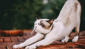 Answered 2 years ago · author has 151 answers and 104.4k answer views. Wondering How To Tell If Your Cat Has Fleas Here Are 9 Signs