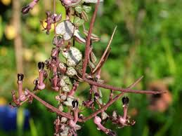 Image result for Ceropegia breviflora
