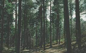 We present some words of advice if you're thinking . Aesthetic Forest Desktop Wallpapers Top Free Aesthetic Forest Desktop Backgrounds Wallpaperaccess