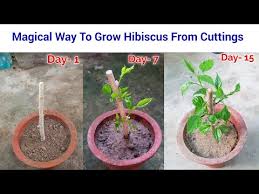 Check spelling or type a new query. Video Growing Hibiscus From Cuttings