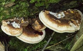 Image result for Ischnoderma resinosum