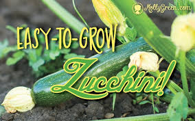 We did not find results for: Zucchini Squash Growing Tips From Planting To Storage Molly Green