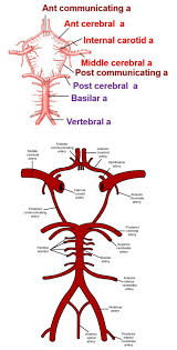 The first artery to branch off the aortic arch that will then divide into the right common carotid artery and right subclavian artery. Circle Of Willis Note Major Contribution Of Branches Of Internal Carotid Artery Posterior Arteries Anatomy Circle Of Willis Internal Carotid Artery
