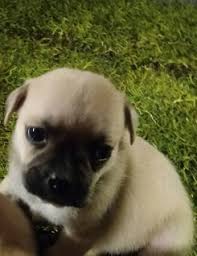 They are short and more squat than a regular jack russell, but no less cute. Jug Jack Russell Pug Mix Puppies For Sale In Glendale Arizona