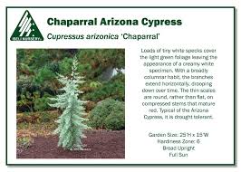 Image result for Cupressus arizonica