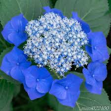 We did not find results for: 505 Begenme 11 Yorum Instagram Da ð™ð™¡ð™¤ð™¬ð™šð™§ð™¨ ð™—ð™® ð˜¾ð™¤ð™¡ð™¤ð™§ð™¨ 9 9 ð™‚ð™§ð™¤ð™ªð™¥ 9vaga Flowerscolor9 Beautiful Flowers Unusual Flowers Flowers