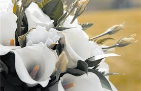 A saturday morning date with kolkata's suave pedal pushers. Wedding Flowers Otago Daily Times Online News