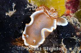 Image result for Microglossa densiflora