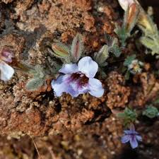 Image result for Xerophyta equisetoides