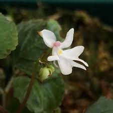 Image result for Impatiens bequaertii