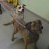 PET SAVER: Meet Carmon and Diesel!