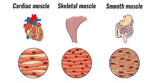 types of muscle teachpe com