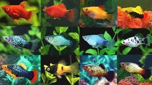 platy fisch typen fisch platy platyfischtypen typen platy fish fish fish pet