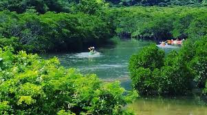 Image result for Rhizophoraceae