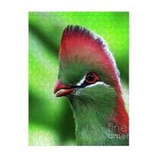 Image result for Turraea fischeri