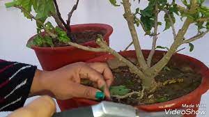 Remove any weak, diseased, or dead growth, as well as crossing or leggy branches. How To Prune Hibiscus Pruning Hibisucs How To Grow Hibiscus From Cutting Youtube