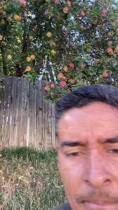 Lusio Tomas Pacheco Arbolito De Manzana