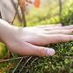 Marvelous Mosses
