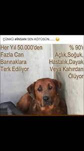 sevimli kopek yavrulari hayvanlar yavru kopek