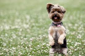 It doesn't have too much use beyond entertainment, but nonetheless still a fun trick to have. How To Teach Your Dog To Do Tricks Petbarn