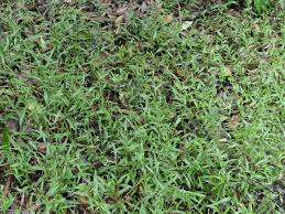 Image result for Scleria gracillima