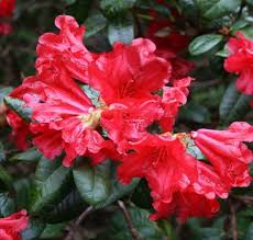 Buy Rhododendron Scarlet Wonder Dwarf Rhododendron Online From Jacksons Nurseries Dengan Gambar