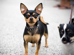 We did not find results for: Chihuahua Puppies Black And Brown Pets Lovers