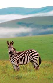 Image result for Malaxis katangensis