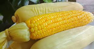 Maybe you would like to learn more about one of these? Resep Jagung Rebus Oleh Nanda Aulia Cookpad