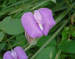 Image result for Centrosema pubescens