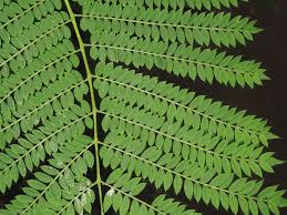 Image result for Jacaranda mimosifolia