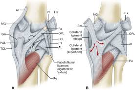The aim of taping for a lateral knee ligament sprain is to provide support and protection to the injured ligament. Knee Injuries Musculoskeletal Key Knee Injury Bicep Tendonitis Ligament Injury