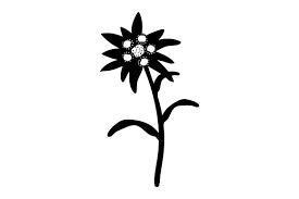 Download Edelweiss Flower Svg Cut File By Creative Fabrica Crafts Creative Fabrica PSD Mockup Templates