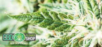 Our Blog The Cbd Flower Shop