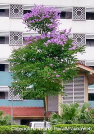 Image result for Lagerstroemia speciosa