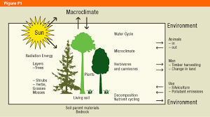 Happy Arborday Learn About Habitats Biomes Forests Ecosystems Simplified Teachers Homeschool Eco Moms Fami Biomes Ecosystems Forest School Resources