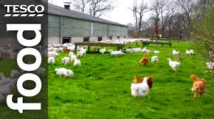 Maybe you would like to learn more about one of these? The Story Of Our Free Range British Chickens Tesco Food Youtube
