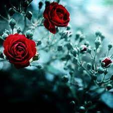 صور جميلة 2020 hd خلفيات جميله جدا للفيس بوك يلا صور tumblr backgrounds cute christmas wallpaper phone backgrounds tumblr