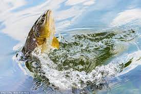 Pin On Trout Photo S