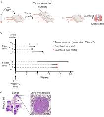 Metastatic means the cancer has spread beyond the breast and immediate lymph nodes to other organs or tissues in the body, most often the bones, brain, lungs or liver. Generation Of The Myc Driven Metastatic Breast Cancer Mouse Model With Download Scientific Diagram