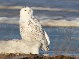Snowy Owl Identification All About Birds Cornell Lab Of