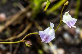 Image result for Ypsilopus erectus