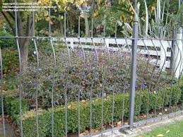 Image result for Ceratostigma griffithii