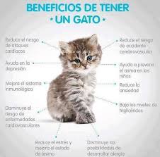 The correct way to pronounce ostensible is? Feliz Dia Del Gato Mi Veterinaria Online