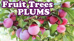 Santa rosa plum trees grow to about 12 feet tall at maturity. Dwarf Santa Rosa Plum Tree Pruning Plum Plants Purple Fruits Planting Types Of Small Fruit Trees Youtube